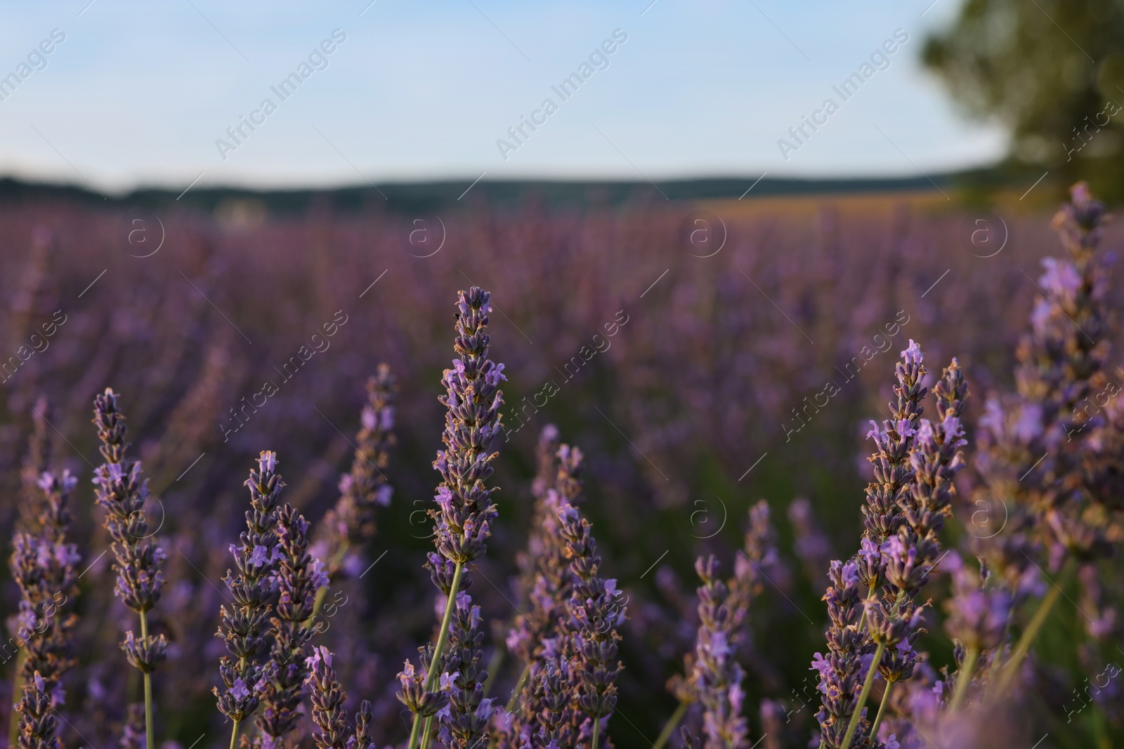 Photo of Beautiful blooming lavender growing in field, closeup. Space for text