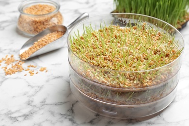 Photo of Fresh wheat grass in sprouter on table, space for text