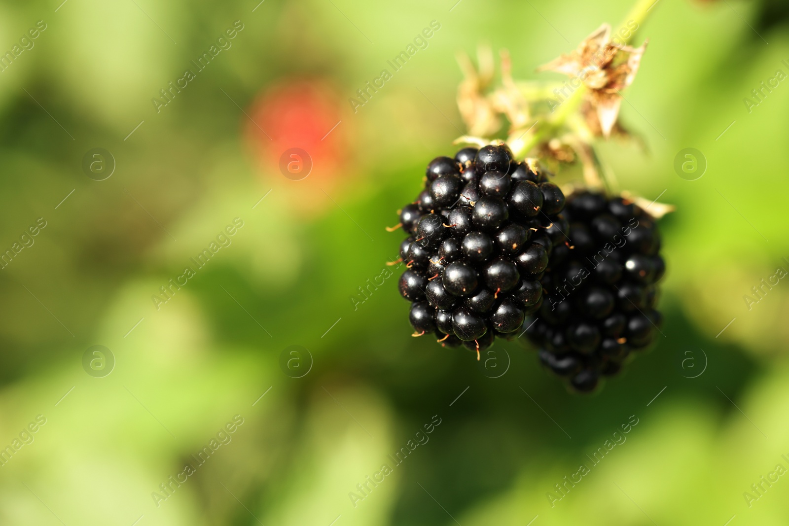 Photo of Ripe blackberries growing on bush outdoors, closeup. Space for text