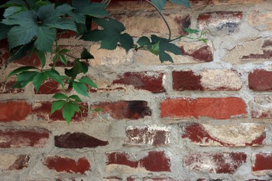 Branch of beautiful green tree near old brick wall outdoors
