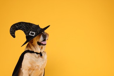 Photo of Cute Labrador Retriever dog in black cloak and hat on orange background, space for text. Halloween celebration