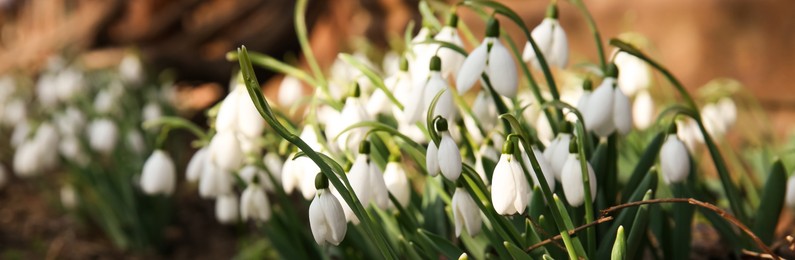 Beautiful snowdrops growing outdoors, banner design. First spring flowers