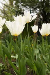 Photo of Beautiful white tulips outdoors on spring day, closeup