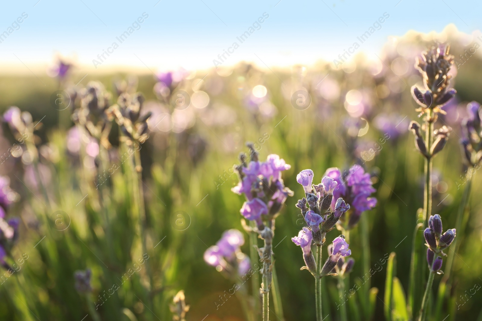 Image of Beautiful sunlit lavender flowers outdoors, closeup view