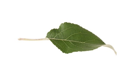 One fresh apple tree leaf isolated on white