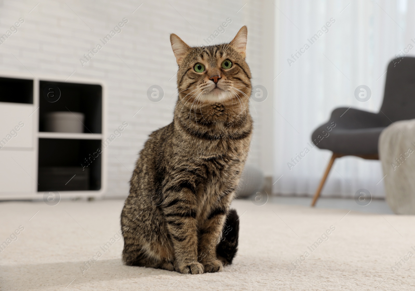 Photo of Tabby cat on floor in living room