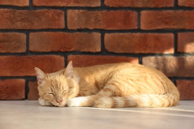 Photo of Cute ginger cat lying on floor near brick wall at home