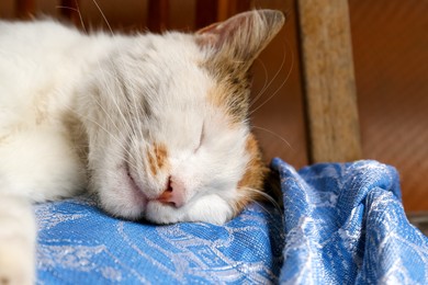 Photo of Cute fluffy cat sleeping on blue blanket, closeup. Adorable pet