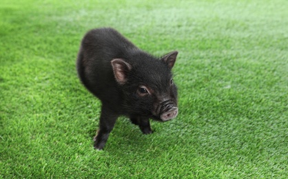 Photo of Adorable black mini pig on green grass. Space for text