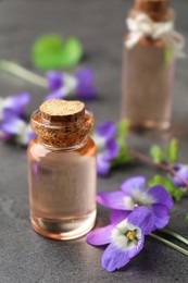 Photo of Beautiful wood violets and essential oil on grey table. Spring flowers