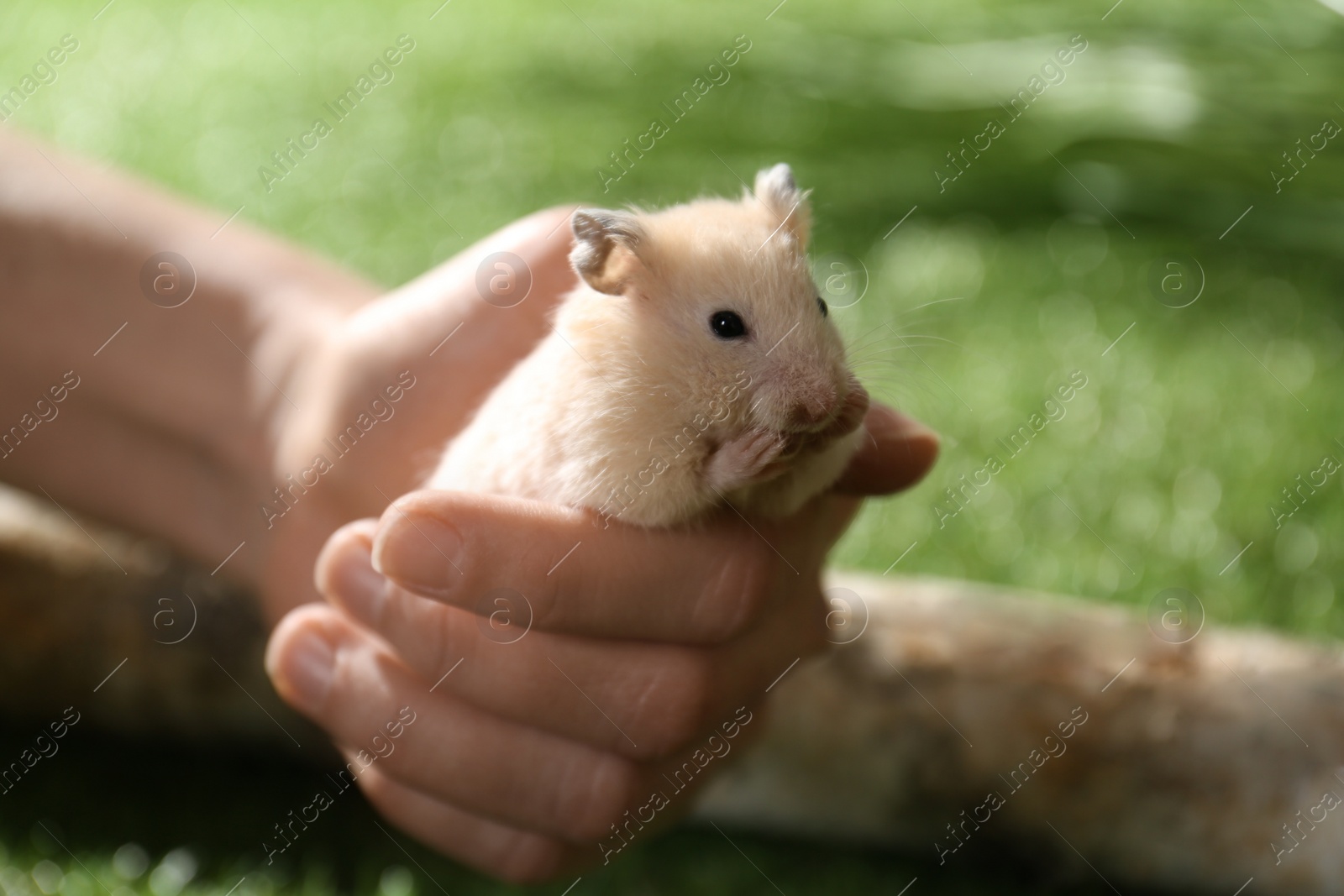 Photo of Woman with cute little hamster outdoors, closeup. Space for text