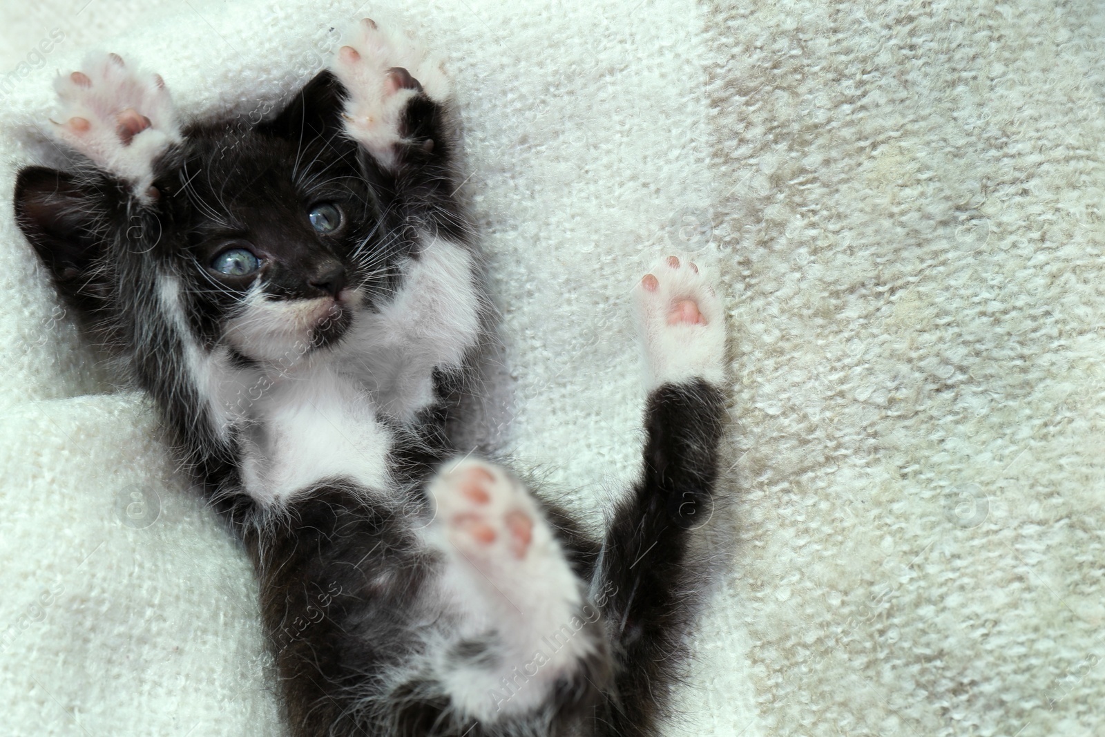 Photo of Cute baby kitten lying on cozy blanket, space for text