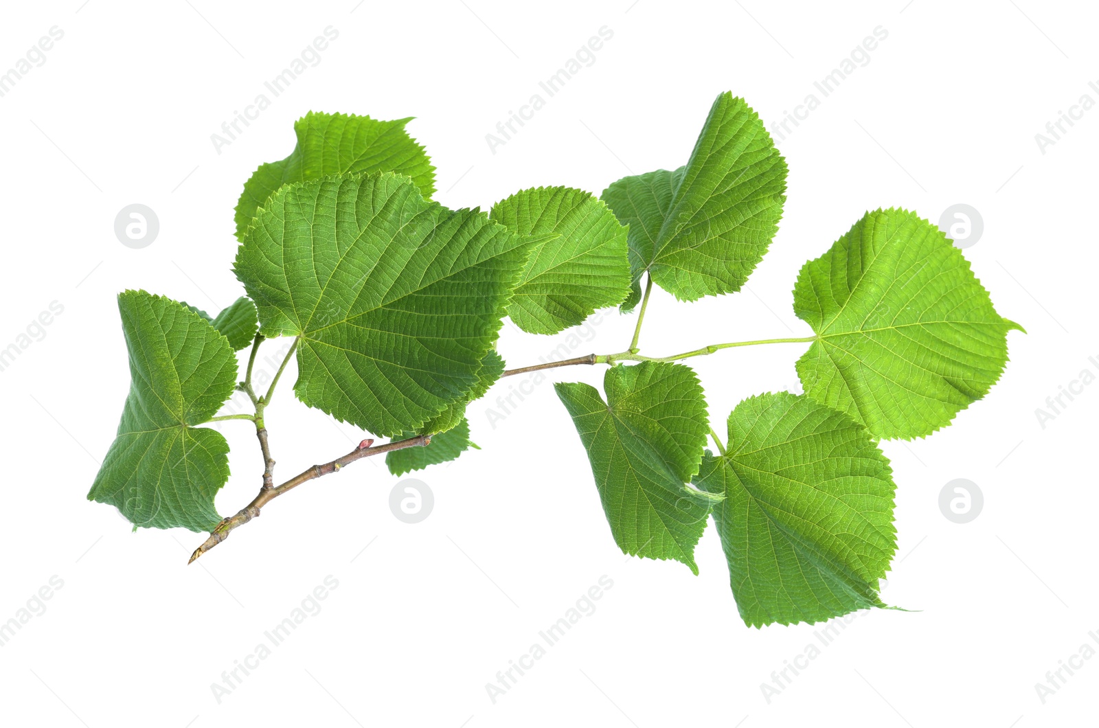 Photo of Branch of linden tree with young fresh green leaves isolated on white. Spring season