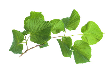 Photo of Branch of linden tree with young fresh green leaves isolated on white. Spring season