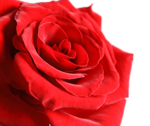 Photo of Beautiful red rose flower on light background, closeup