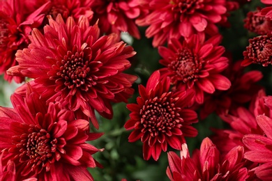 Photo of Beautiful red chrysanthemum flowers with leaves, closeup