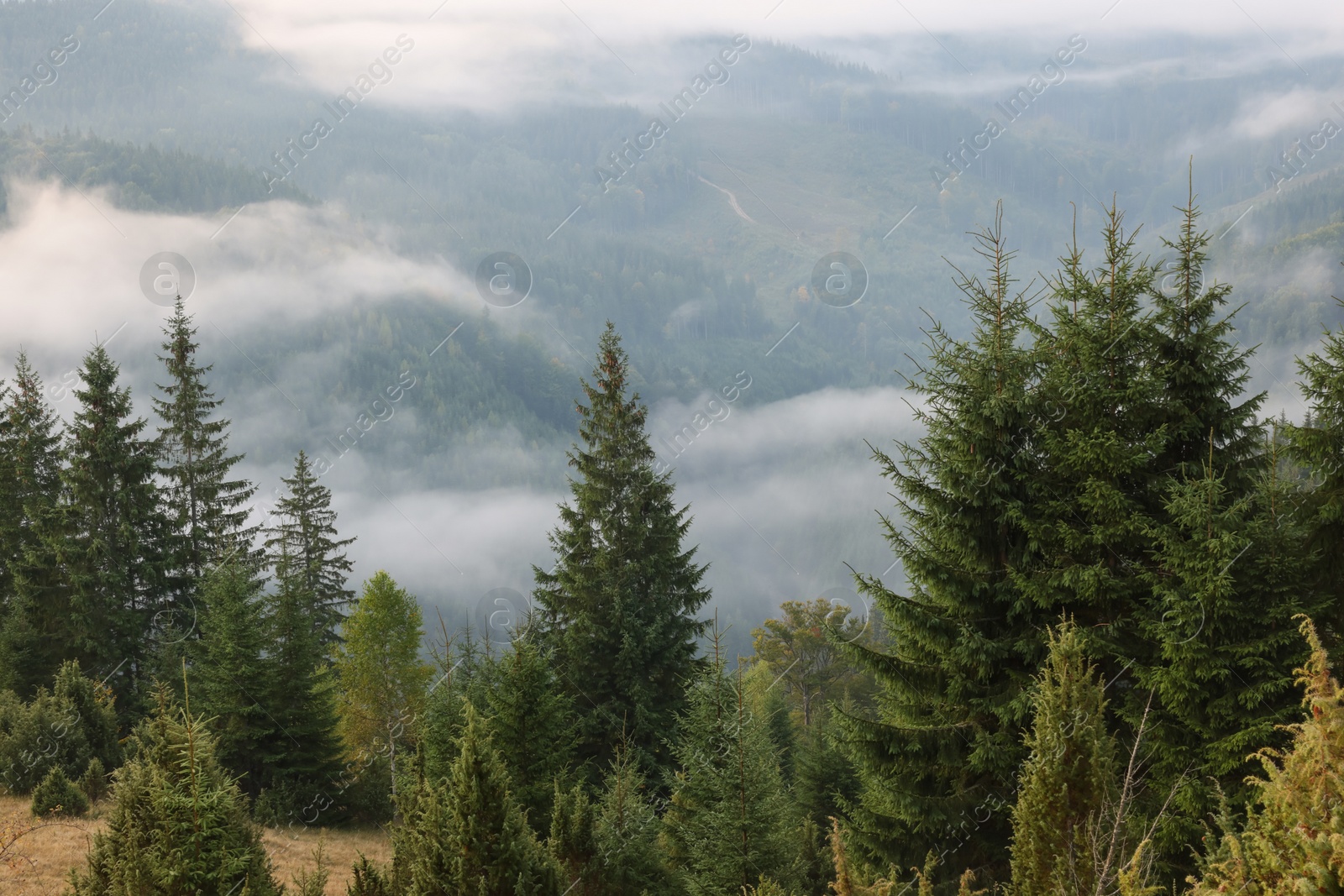 Photo of Picturesque view of mountain landscape with beautiful forest and fog patches