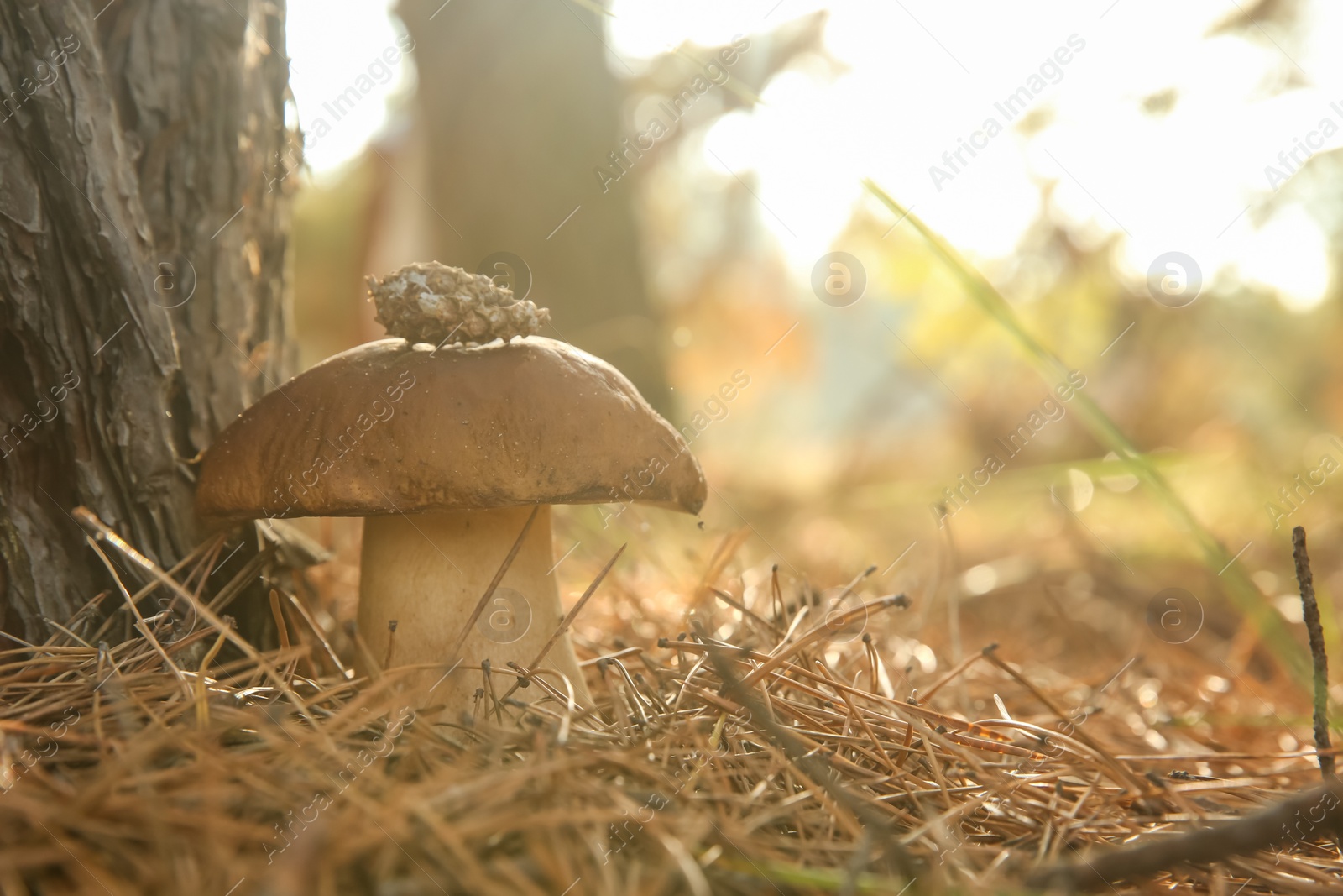 Photo of Large  mushroom with cone in forest, closeup