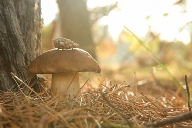 Photo of Large  mushroom with cone in forest, closeup