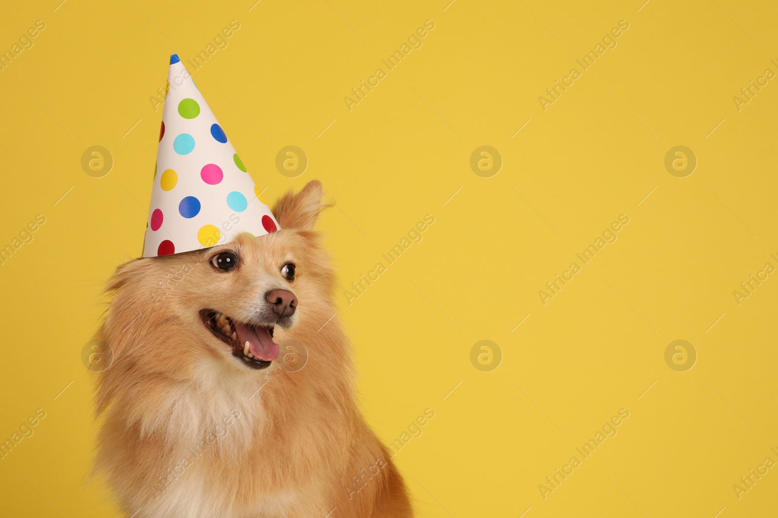 Photo of Cute dog with party hat on yellow background, space for text. Birthday celebration