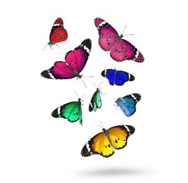 Image of Many beautiful colorful butterflies flying on white background