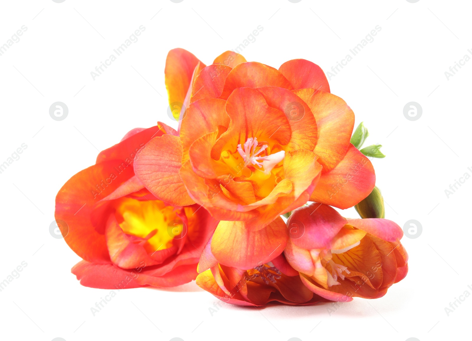 Photo of Beautiful spring freesia flowers isolated on white