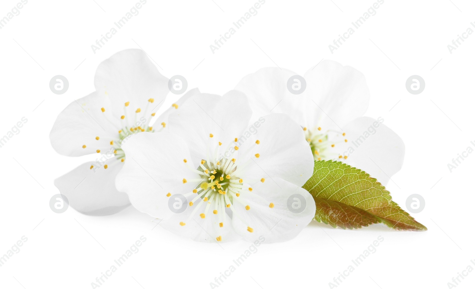 Photo of Beautiful tree blossom isolated on white. Spring season