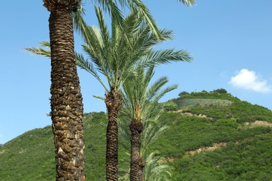 Beautiful palm trees and green mountains on sunny day