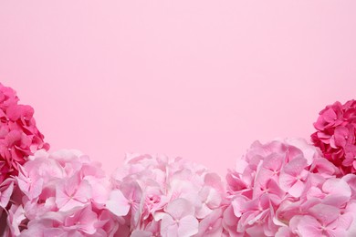 Photo of Beautiful hortensia flowers on pink background, flat lay. Space for text