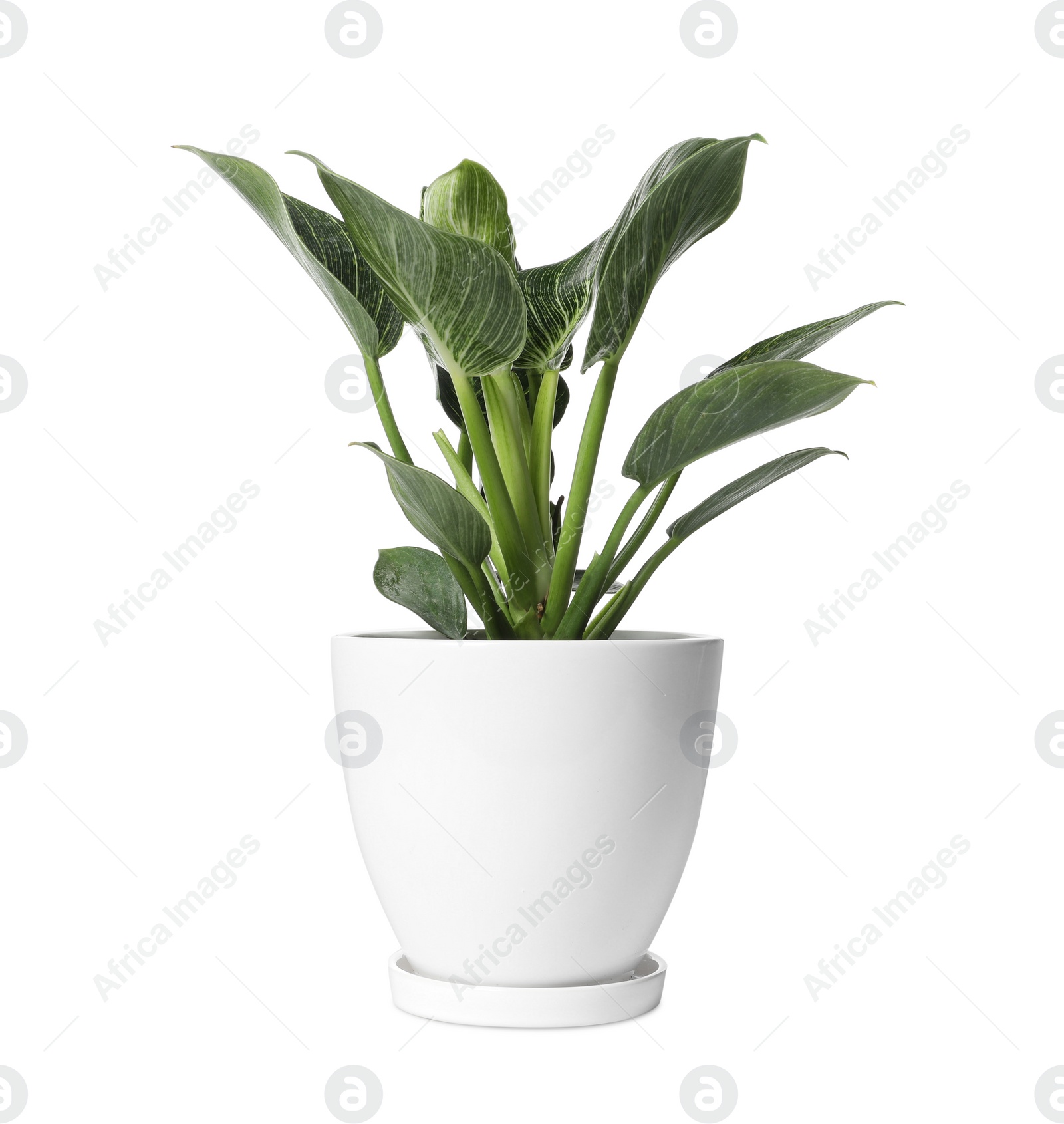 Photo of Beautiful philodendron plant in pot on white background. House decor