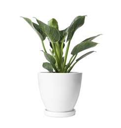 Beautiful philodendron plant in pot on white background. House decor