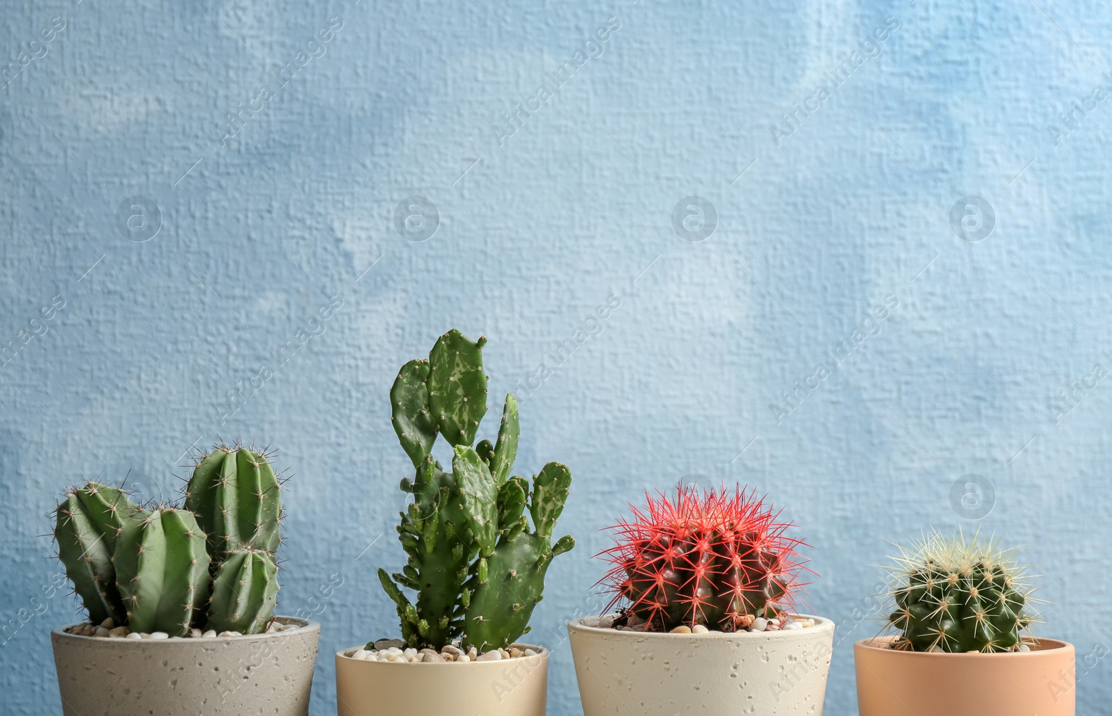 Photo of Beautiful cacti on color background