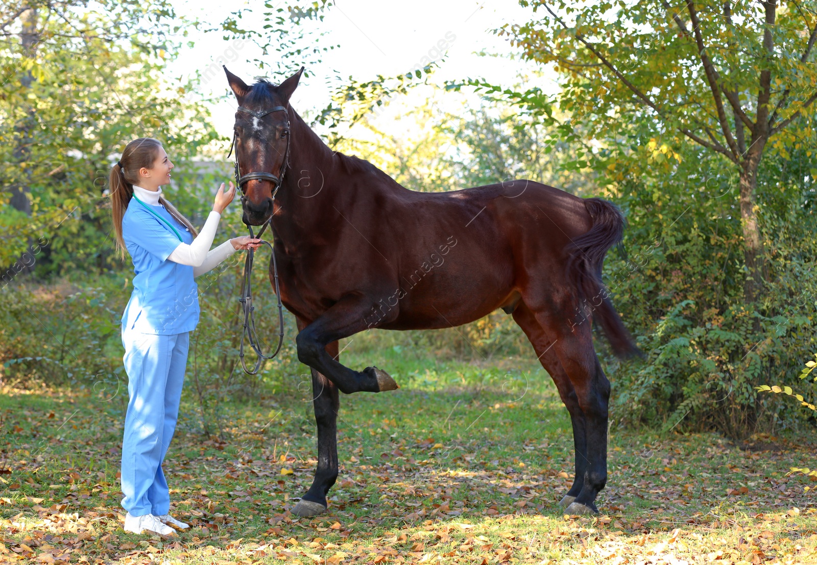 Photo of Veterinarian in uniform with beautiful brown horse outdoors