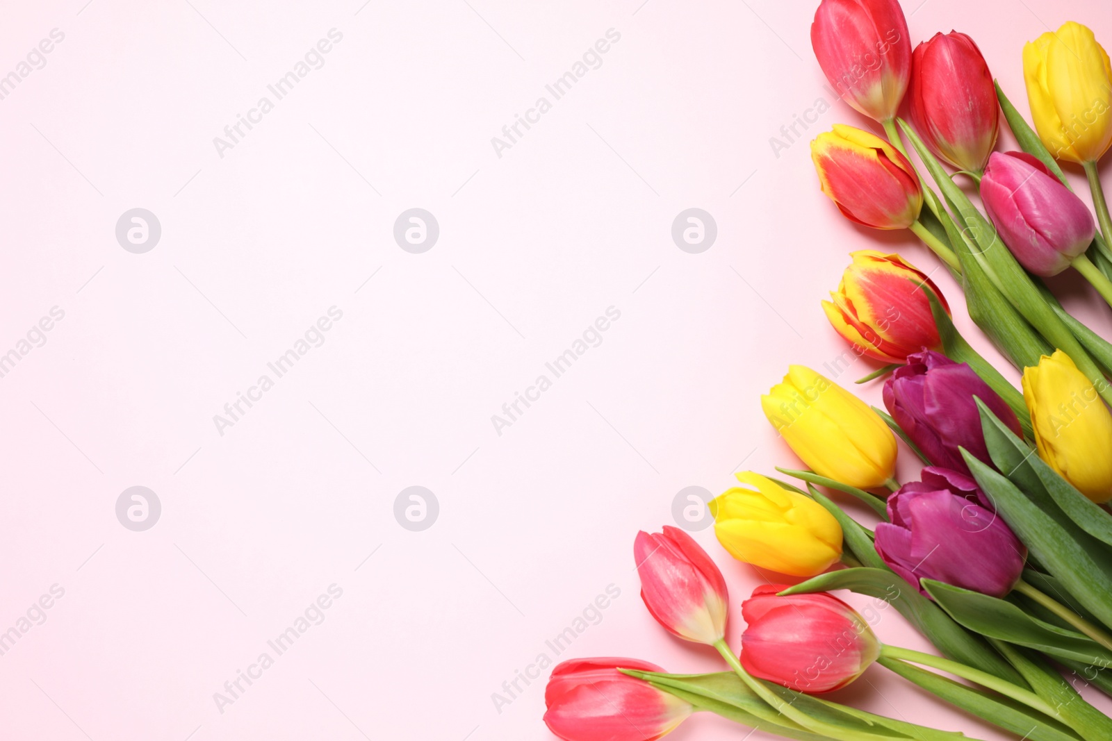 Photo of Beautiful spring tulips on pink background, flat lay. Space for text