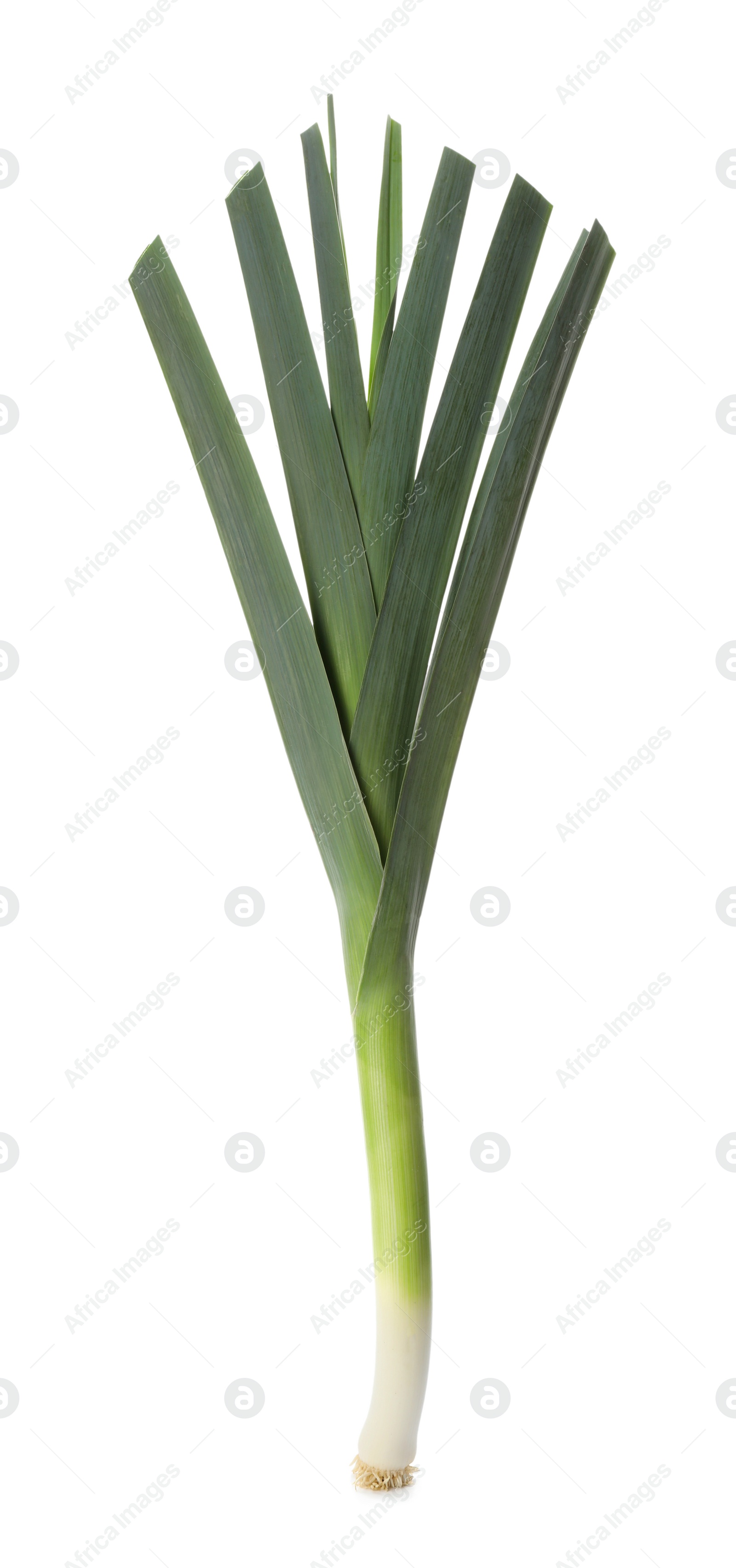 Photo of Fresh raw leek isolated on white. Ripe onion