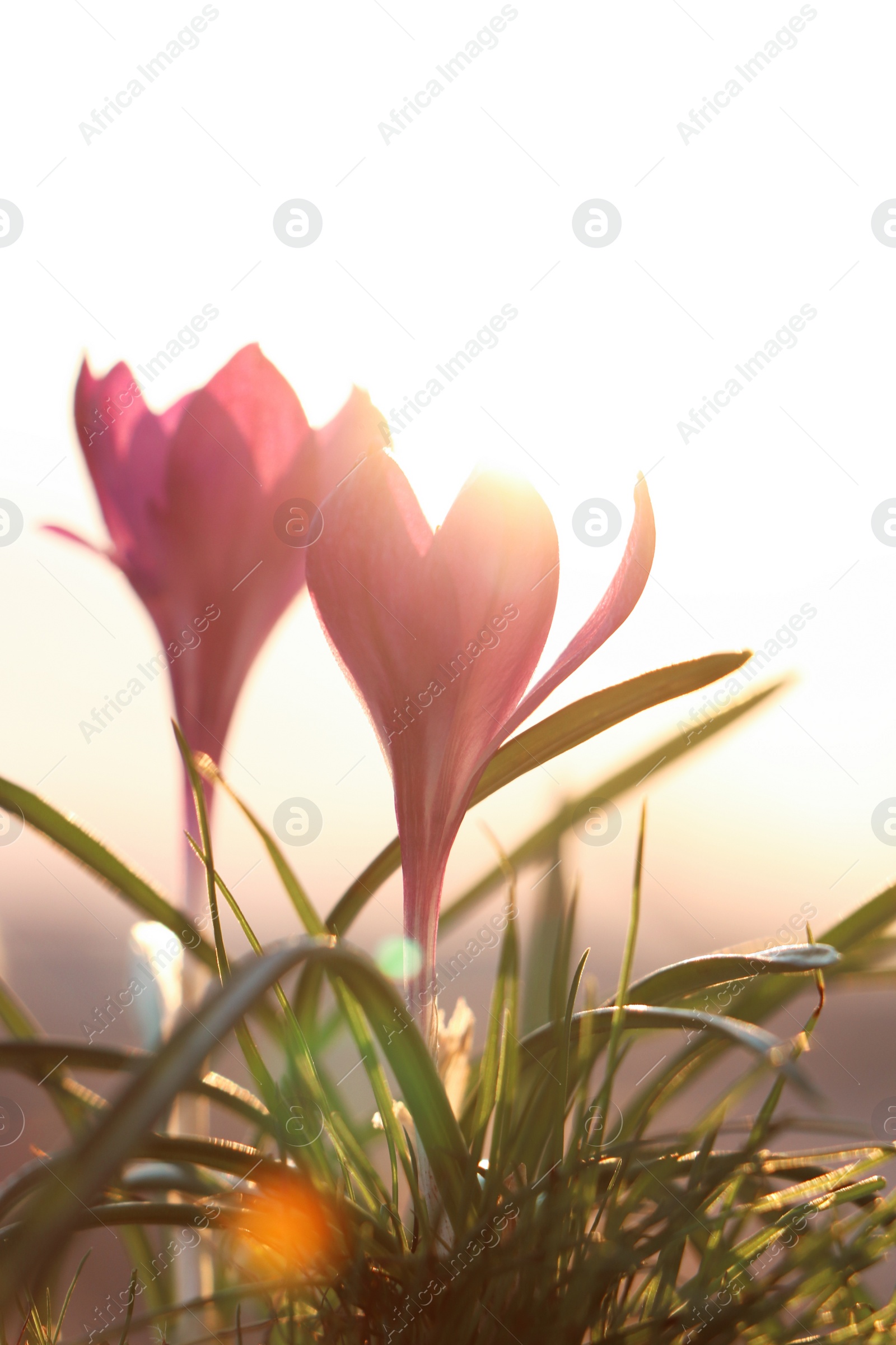 Photo of Fresh purple crocus flowers growing in spring morning