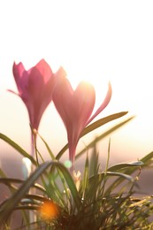 Photo of Fresh purple crocus flowers growing in spring morning