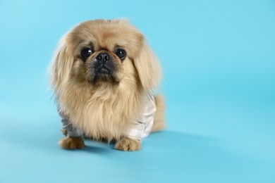 Photo of Cute Pekingese dog in pet clothes on light blue background. Space for text