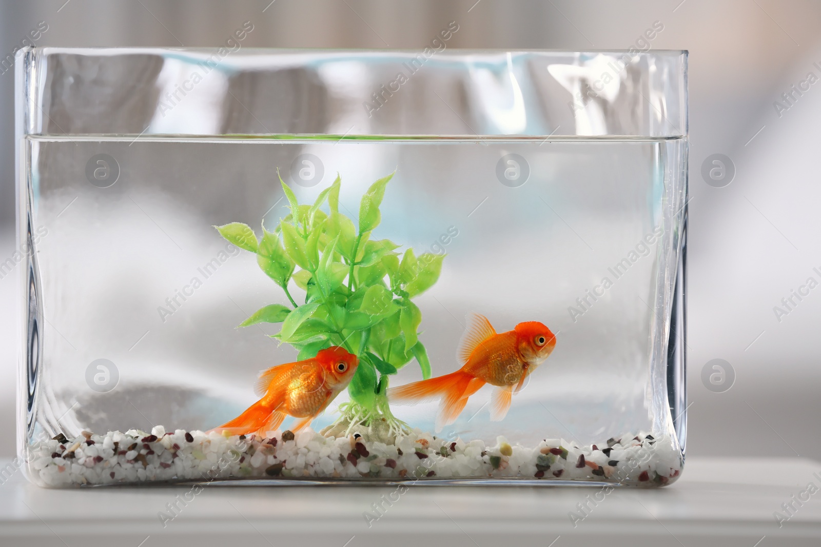 Photo of Beautiful bright goldfish in aquarium on table