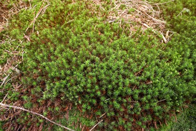 Photo of Bright green moss, closeup view. Forest vegetation