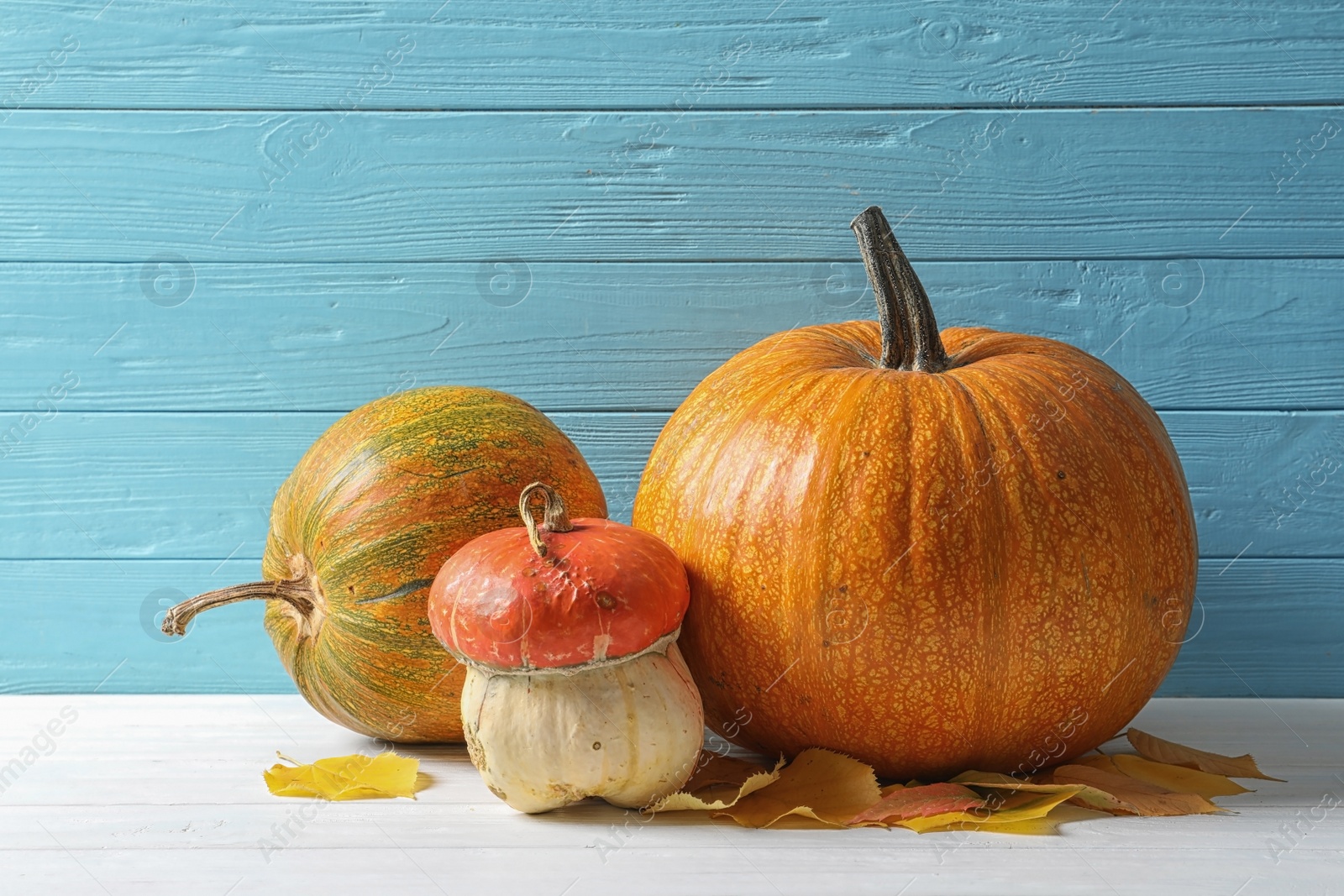 Photo of Different pumpkins on table against wooden wall. Autumn holidays