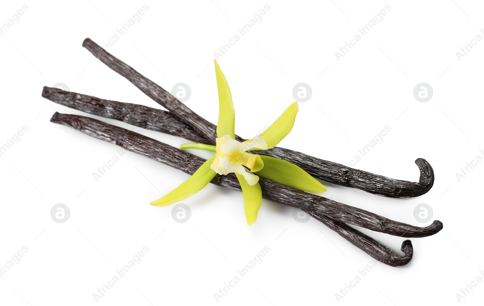 Photo of Vanilla pods and beautiful flower isolated on white