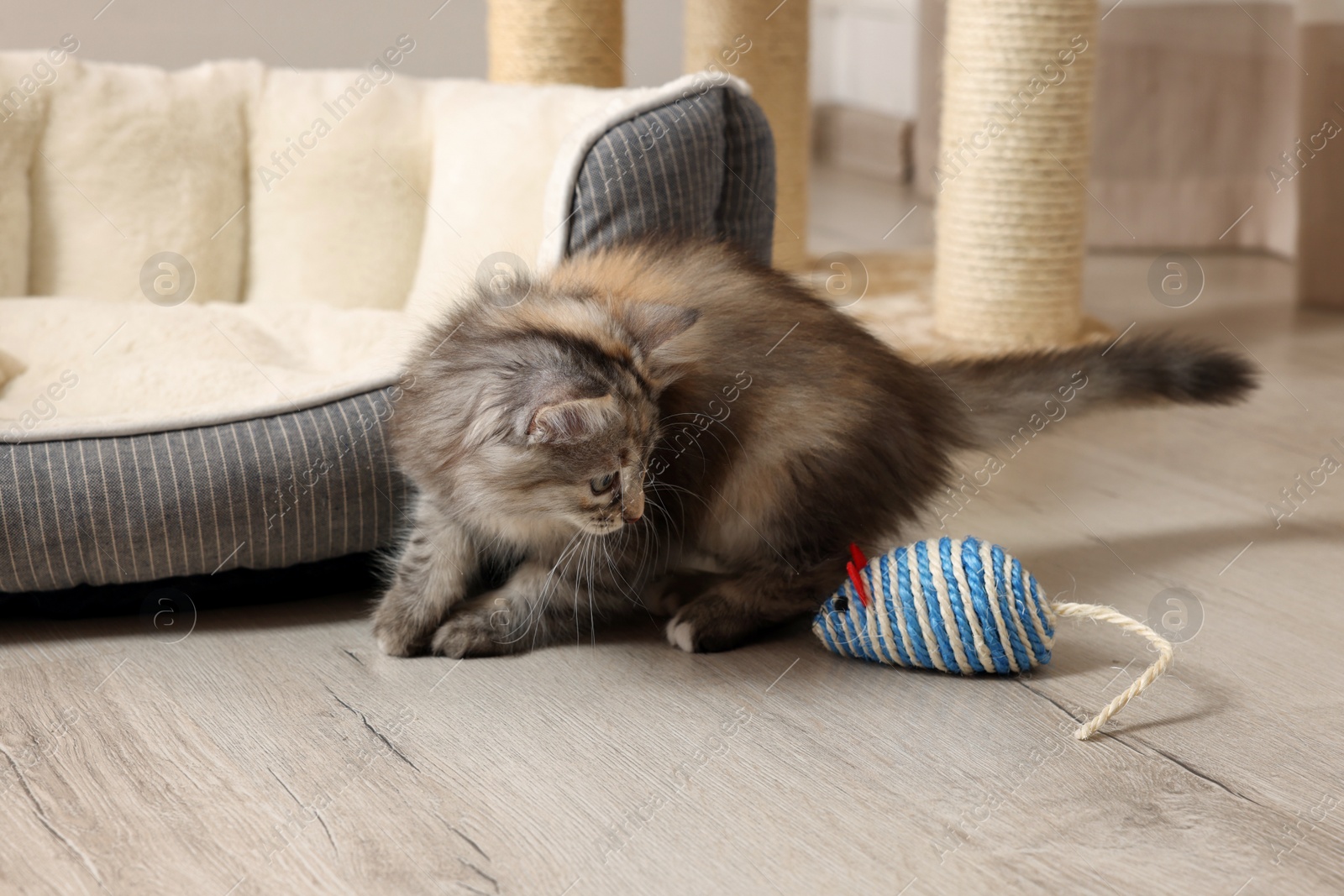 Photo of Cute fluffy kitten with toy mouse at home