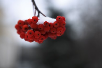 Photo of Berries on rowan tree branch covered with snow outdoors, closeup. Space for text