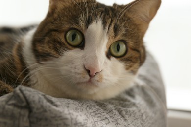 Cute cat lying on pet bed at home, closeup