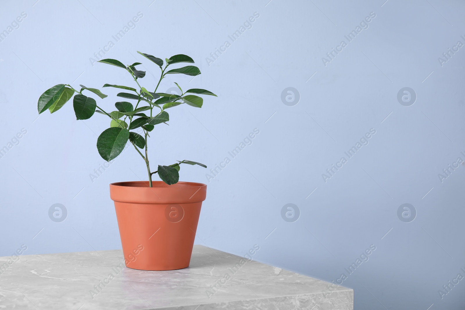 Photo of Potted lemon tree on light grey marble table, space for text