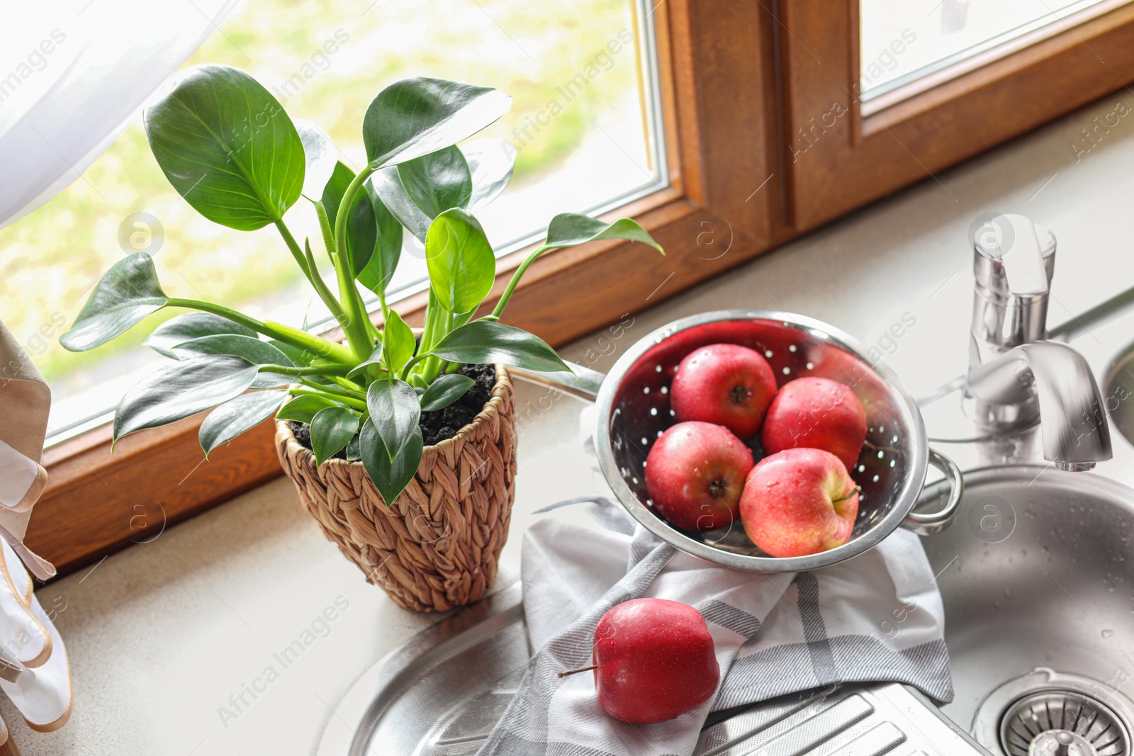 Photo of Beautiful green houseplant and apples near sink in kitchen