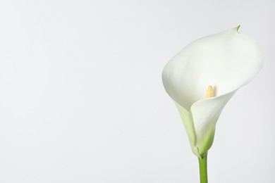 Photo of Beautiful calla lily flower on white background. Space for text