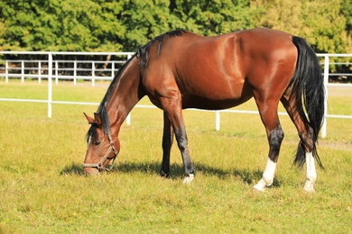 Photo of Chestnut horse in bridle grazing on green pasture