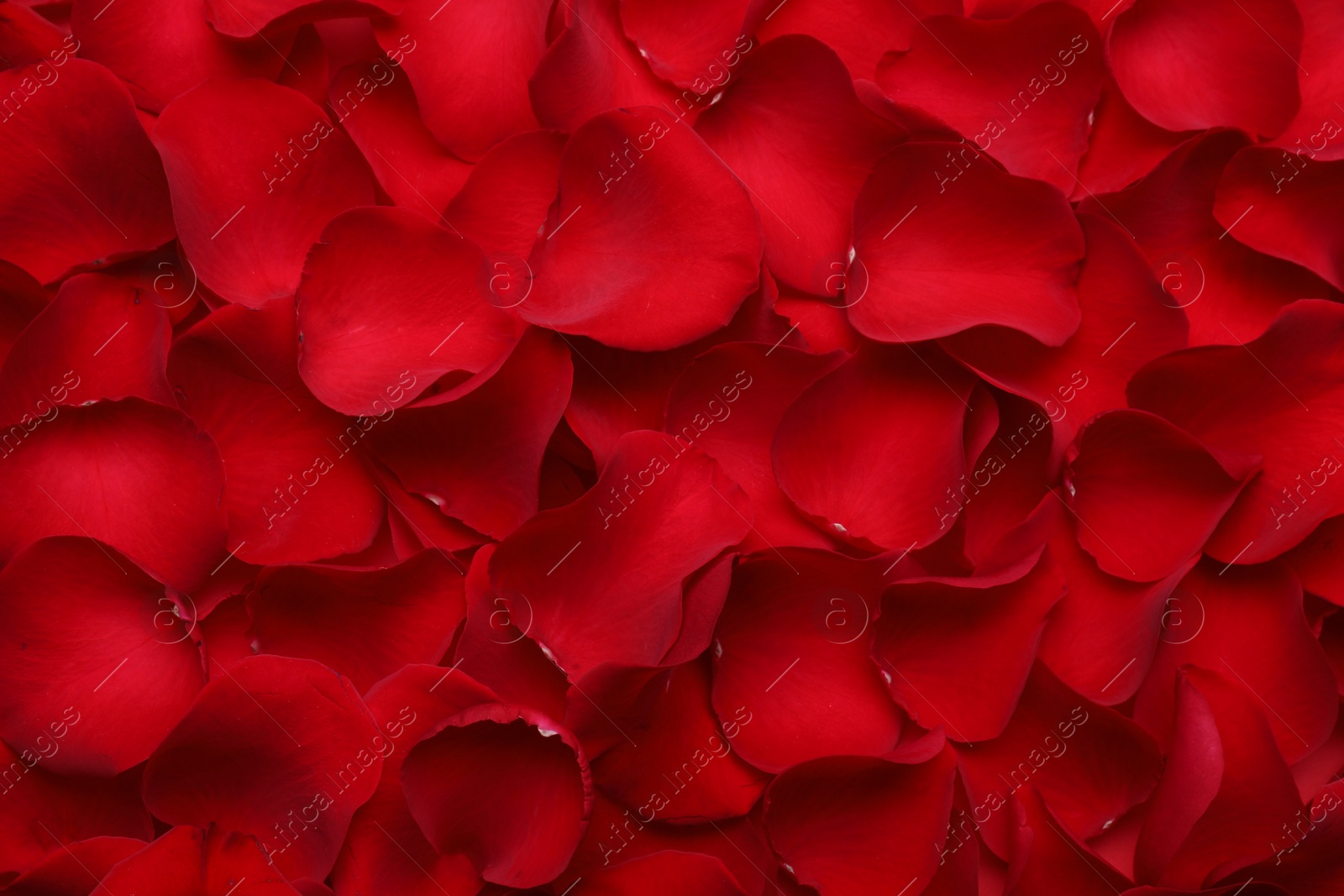 Photo of Beautiful red rose flower petals as background, top view